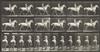 EADWEARD MUYBRIDGE (1830-1904) A selection of 20 plates depicting animals from Animal Locomotion.